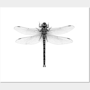 Dragonfly Posters and Art